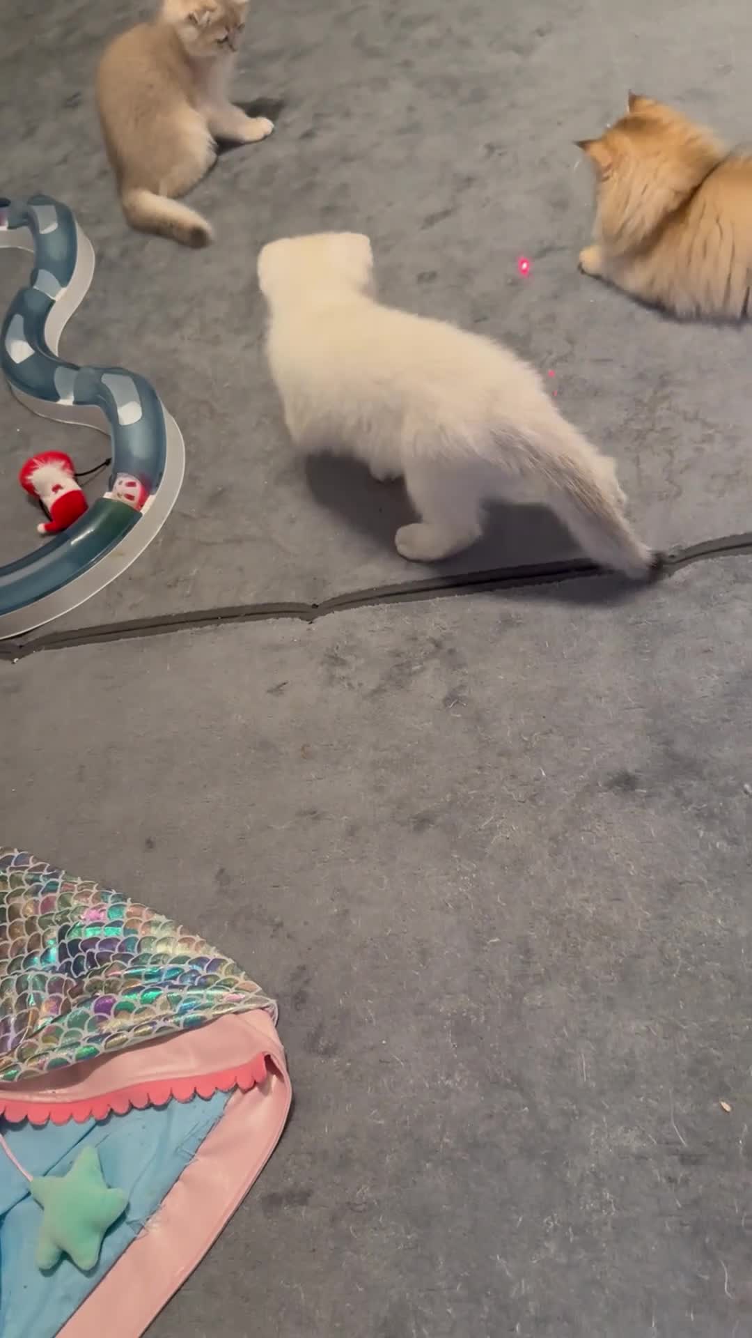 Scottish Fold cats for sale: Scottish Fold and Straight purebreds Kittens - Video 2