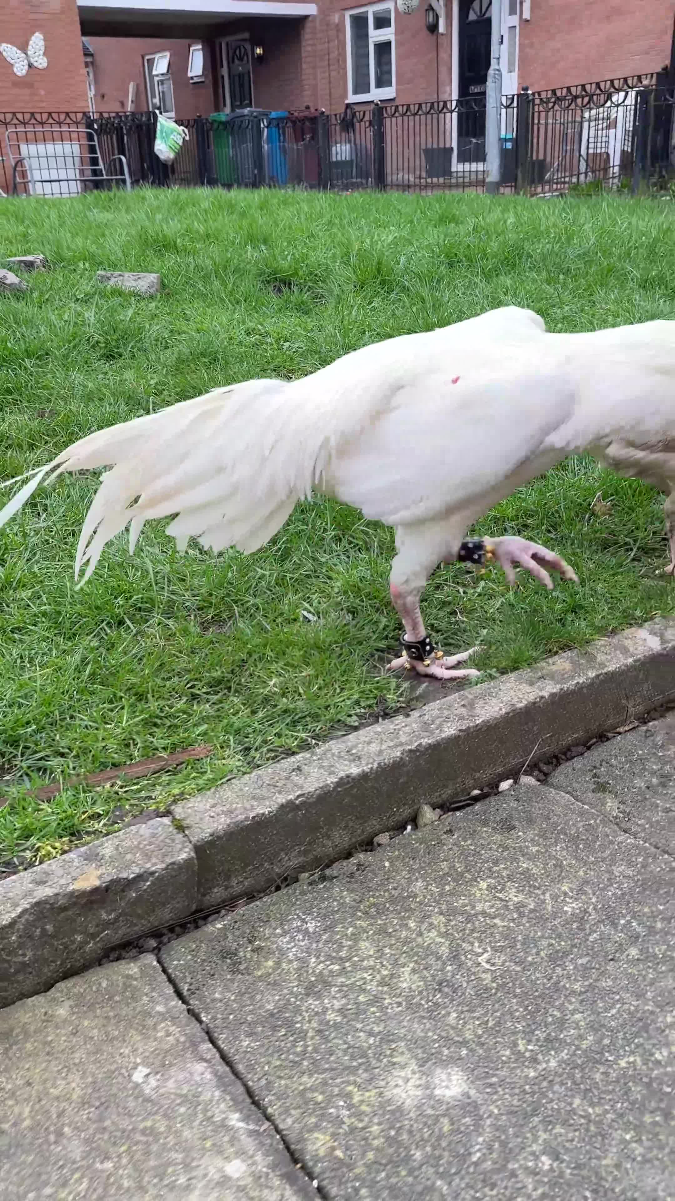 Chickens poultry for sale: Top Quality Pure White Pakistani Aseels - Video 1