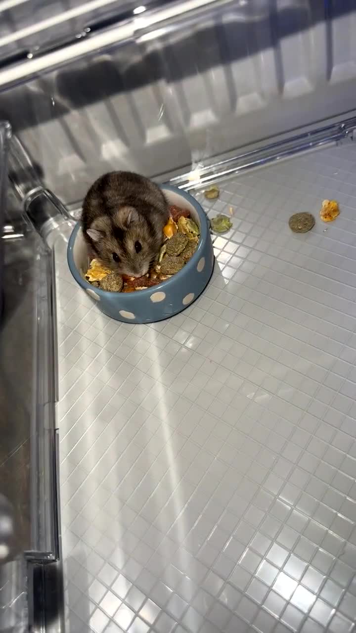 Hamster rodents for sale: Hamster & Full Setup for Sale – Meet Pumpkin 🐹🎃 - Video 3