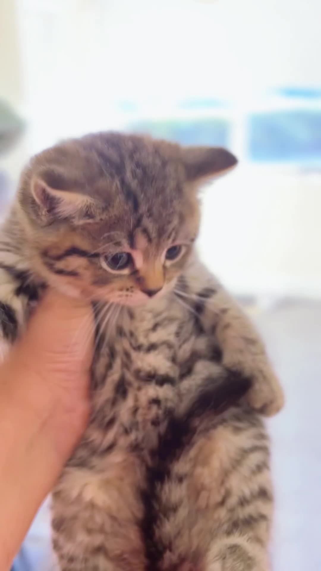 Mixed Breed cats for sale: Boy ( mom Scotish straight, dad mix )  - Video 2