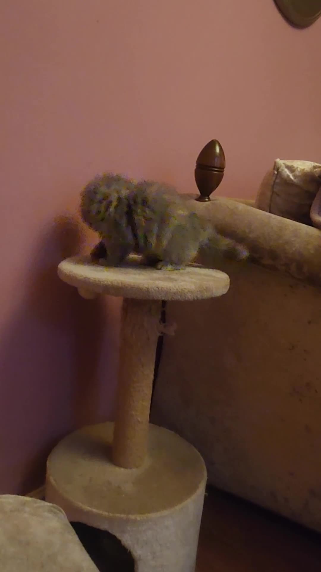 Exotic cats for sale: OUTSTANDING  QUALITY EXOTIC  KITTENS - Video 1