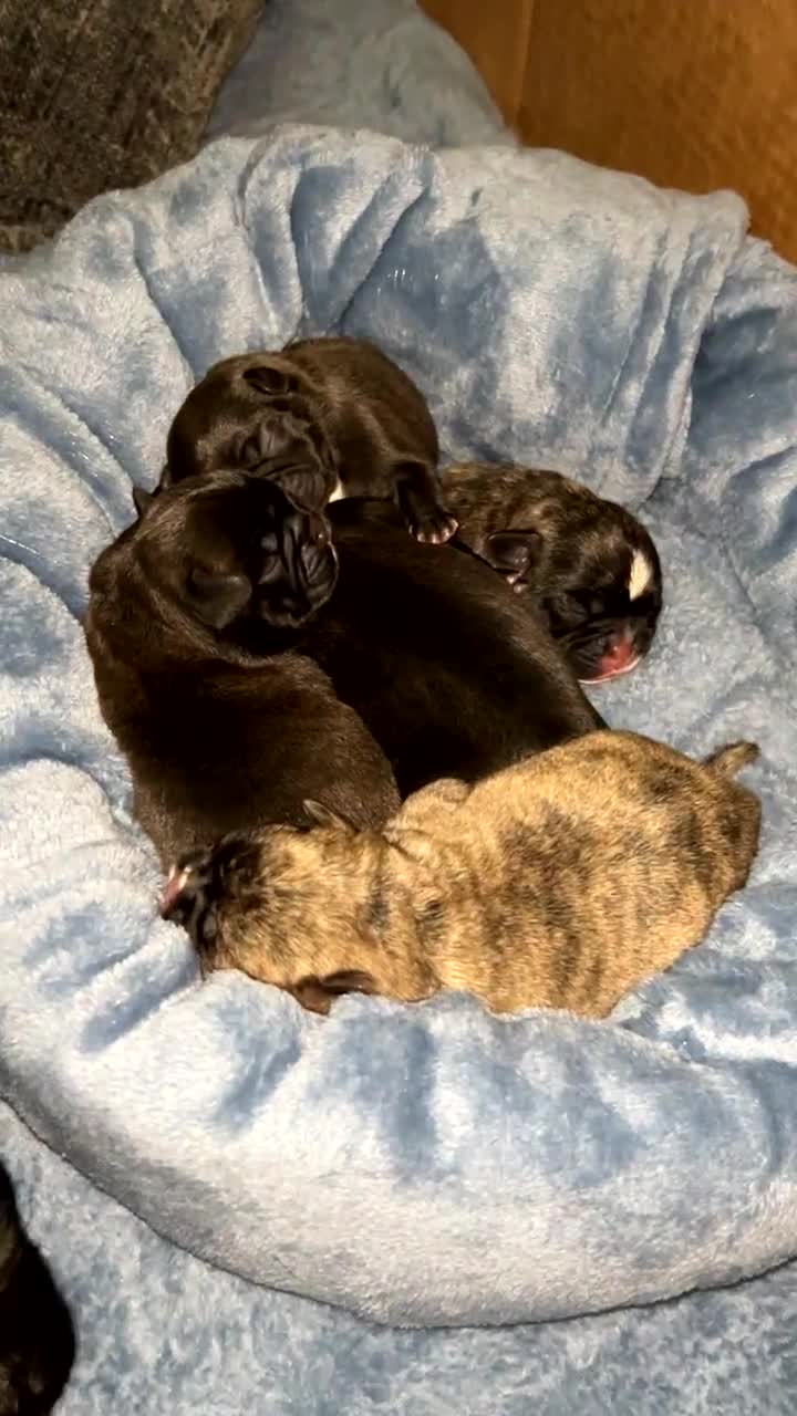 Frug dogs for sale: Frugs - Video 2