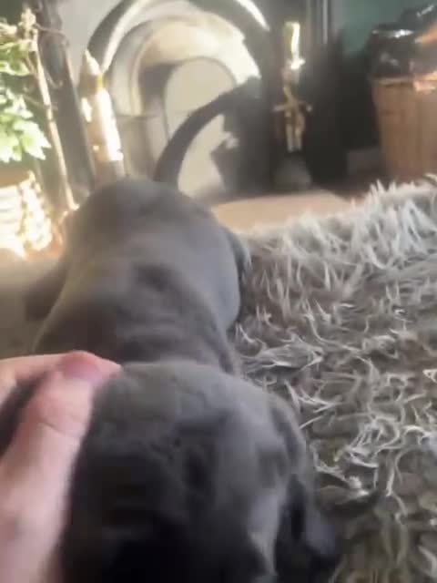 Labrador Retriever dogs for sale: Silver, Charcoal, Champagne Labrador Puppies  - Video 2