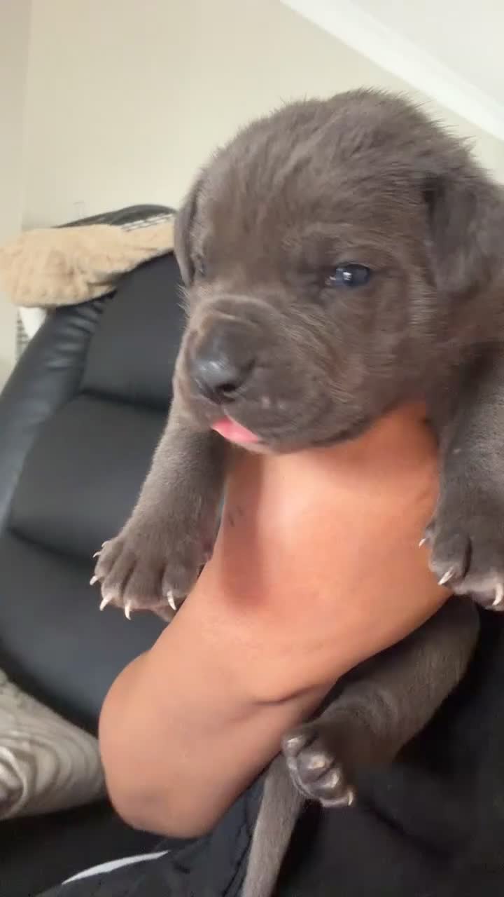 Cane Corso dogs for sale: Cane Corso Puppies – 2 Males & 4 Females in Bradford - Video 2