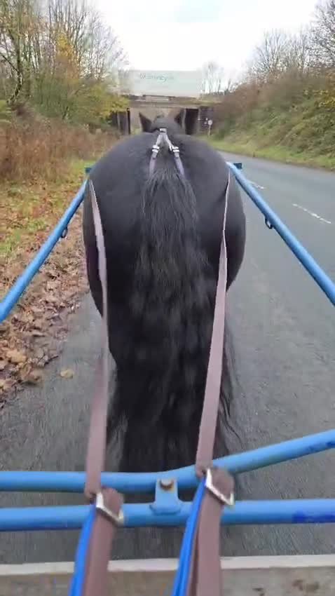 Dales horses for sale: Black section A reg gelding in Lancaster - Video 2