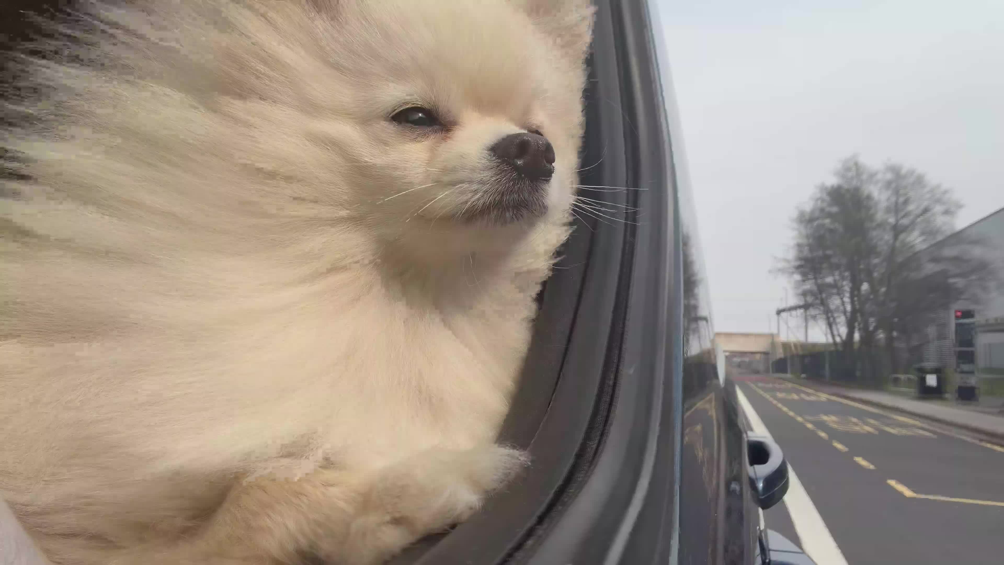 Pomeranian dogs for stud: Gorgeous white Pomeranian for stud  - Video 1