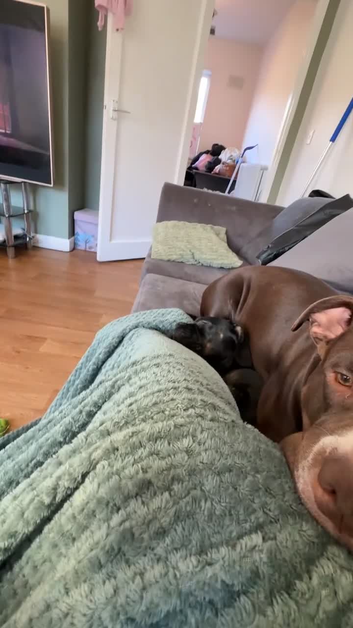 Mixed Breed dogs for sale:     Experienced Home Needed For Daisy 🐾 - Video 2