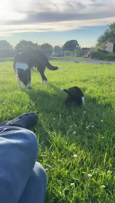 Border Collie dogs for sale: Working Collies - Video 1