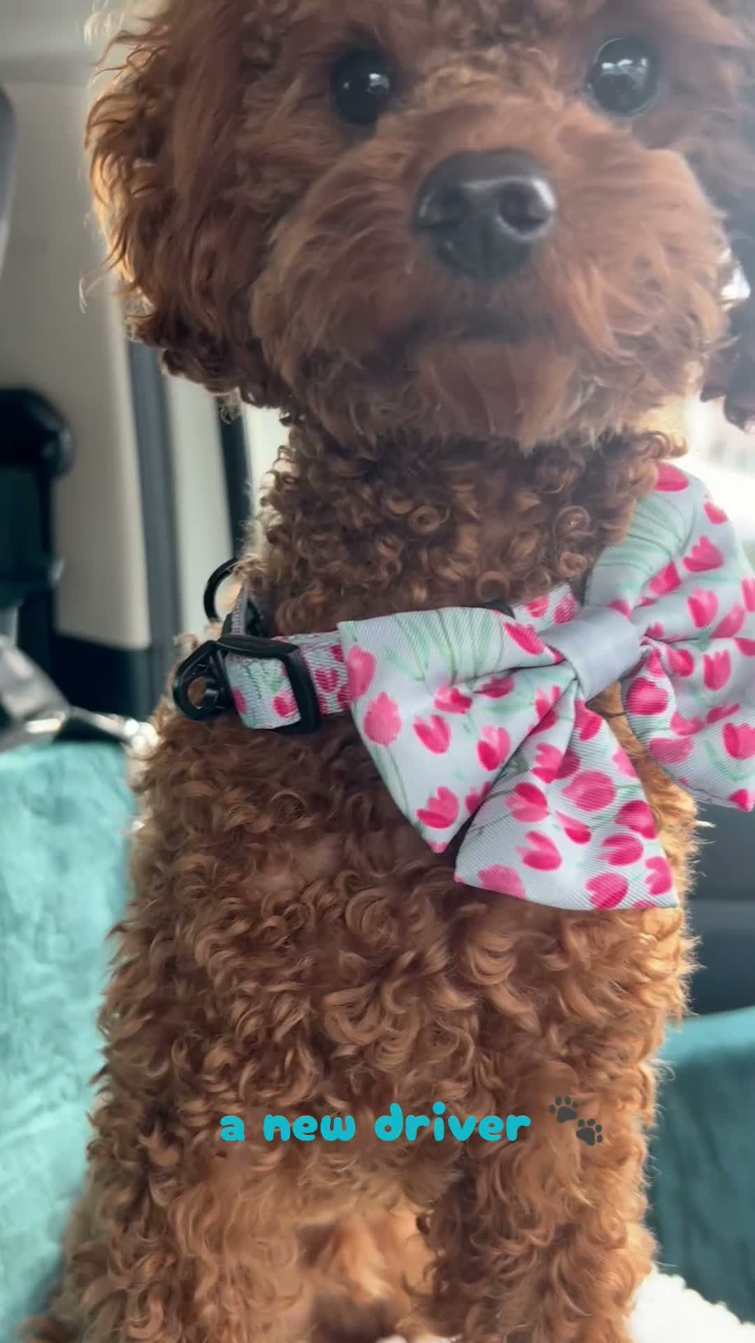 Toy Poodle dogs for stud: KC registered,RedToy poodle,for stud only🐾HUGO🐾  - Video 3