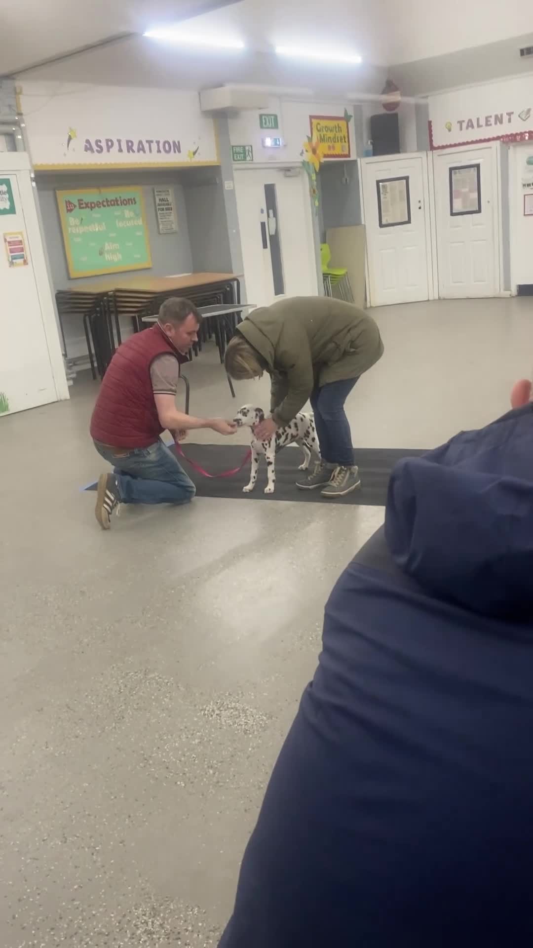 Dalmatian dogs for sale: Royal KC Registered Dalmatian Puppy (Female) - Video 1