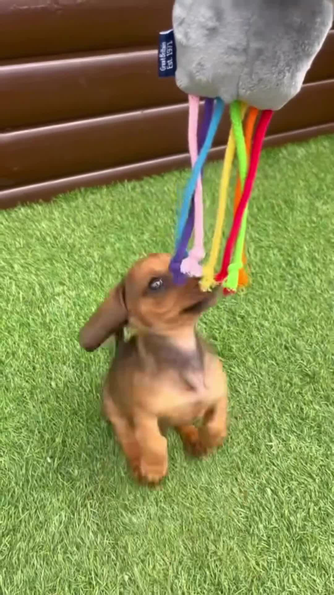 Dachshund dogs for sale: 1 gorgeous boy Available Ready to leave 🐶🏡 in Cullompton - Video 2