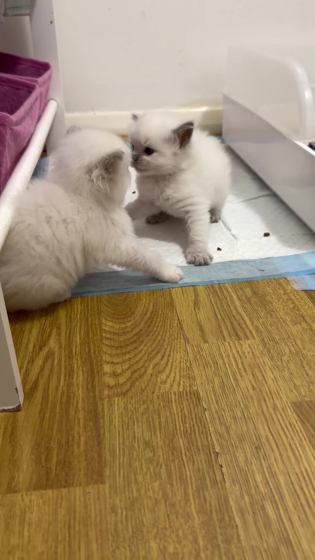 Ragdoll cats for sale: Ragdoll kittens available  - Video 3