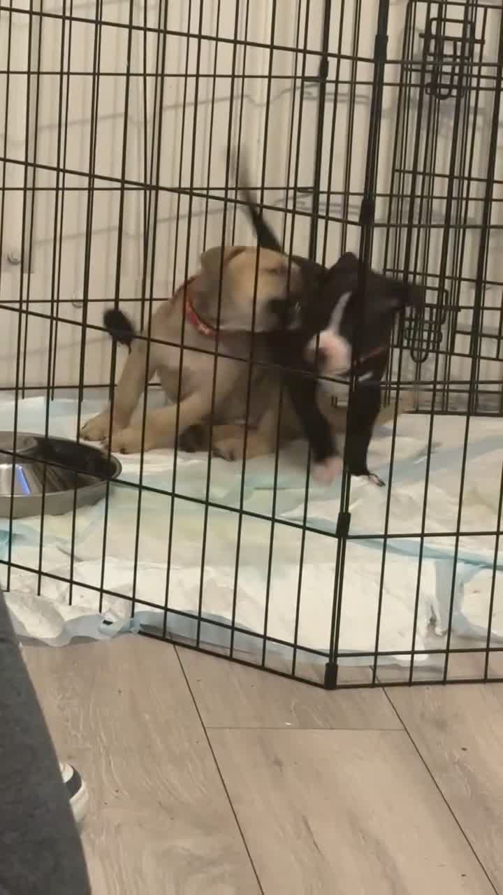 Mixed Breed dogs for sale: Malinos x bull mix  - Video 1