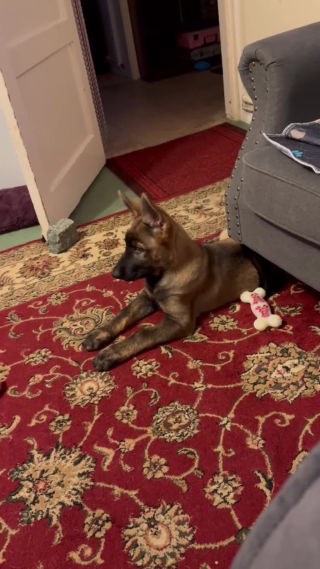 German Shepherd dogs for sale: German Shepherd in Doncaster - Video 1