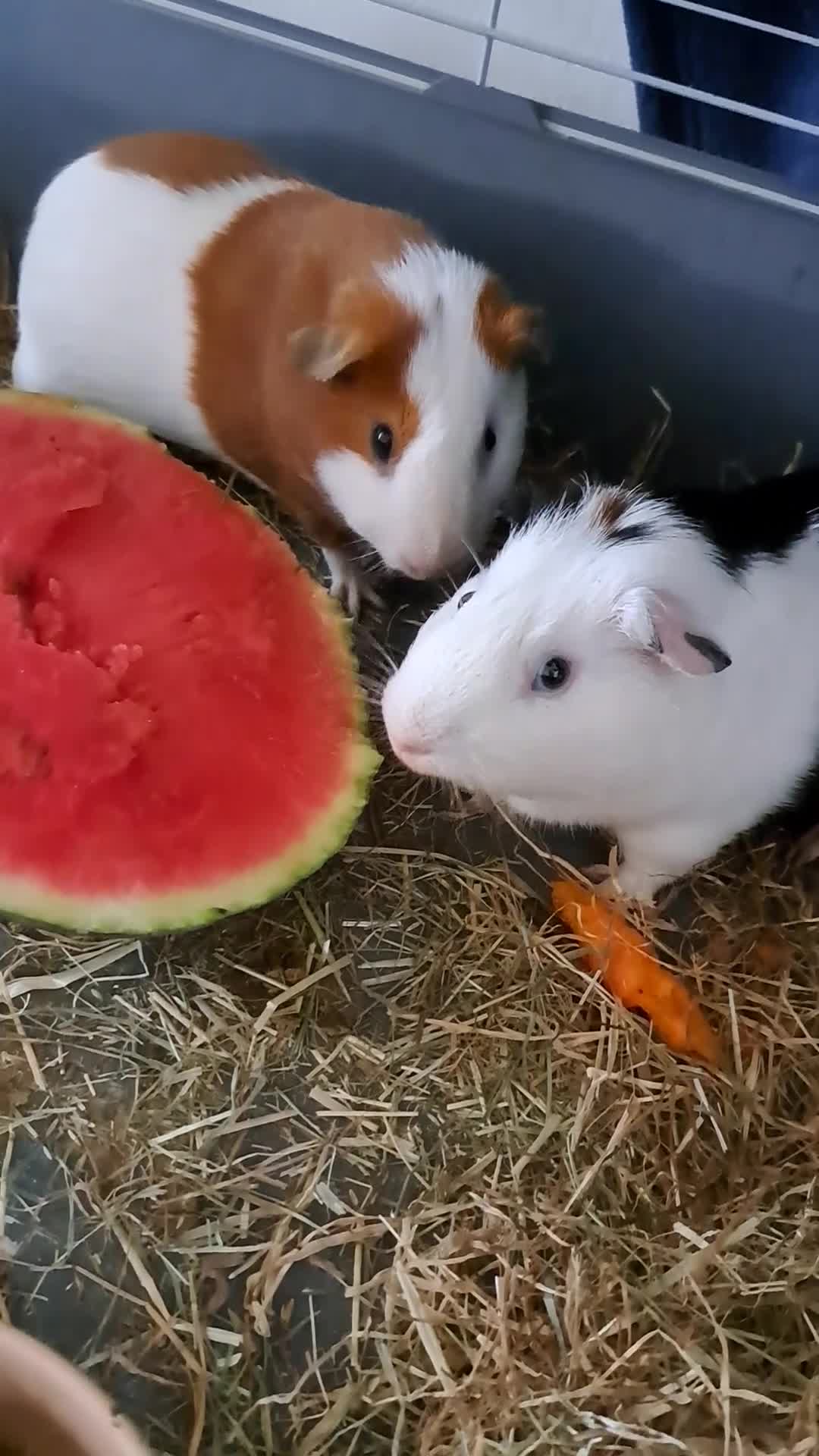 Guinea Pig rodents for sale: Guinea Pig s  - Video 1