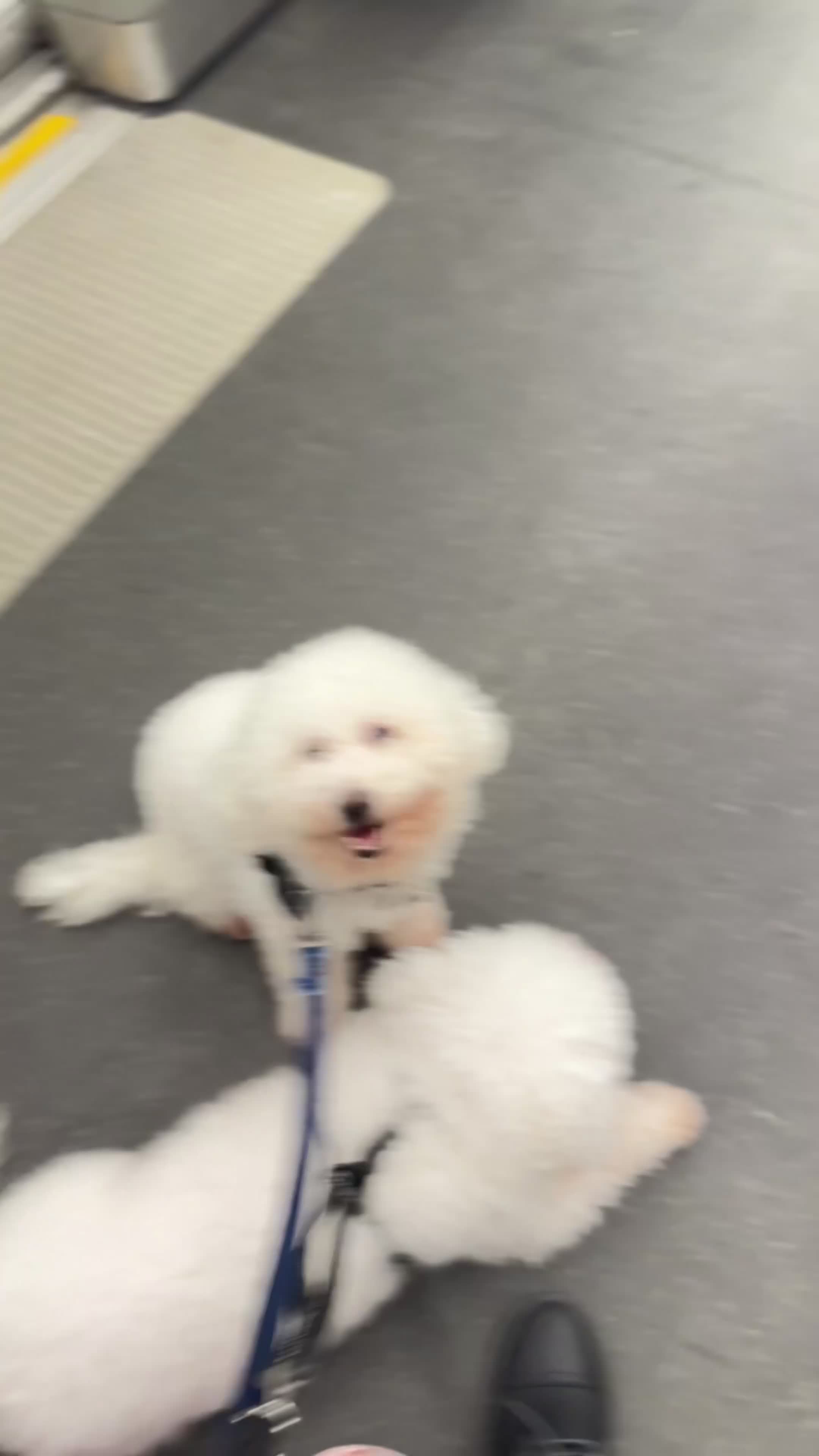Bichon Frise dogs for stud: NOT FOR SALE: Bichon Frise For Stud Central London in London - Video 1
