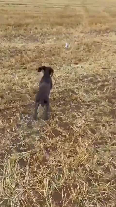 German Wirehaired Pointer dogs for sale: Gorgeous GWP bitch Puppy  - Video 1