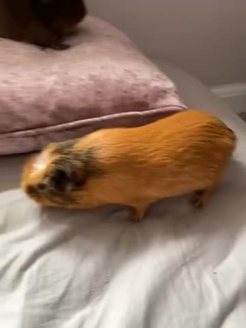 Guinea Pig rodents for sale: Female guinea pig  in Stonehouse - Video 1