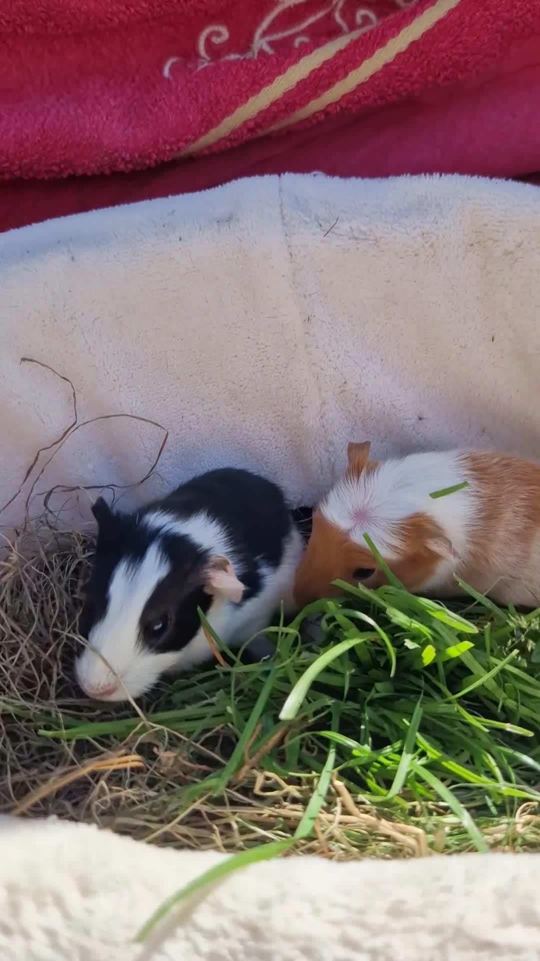 Guinea Pig rodents for sale: 2 beautiful babies arrive reserve Now  in Darwen - Video 1