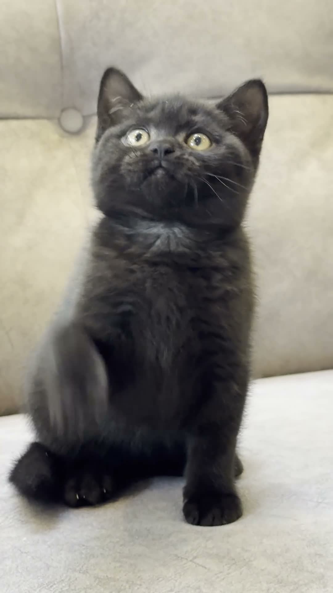 British Shorthair cats for sale: BRITISH SHORTHAIR KITTENS - Video 1