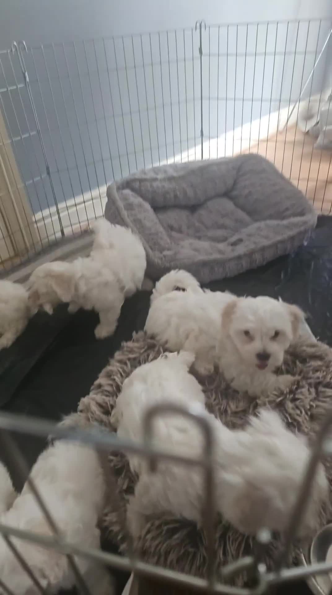 Maltese dogs for sale: Maltese ready to find their forever home now - Video 1
