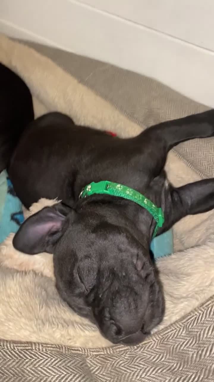 Mixed Breed dogs for sale: Beautiful Italian daniffs (Great Dane/cane corso)  - Video 1