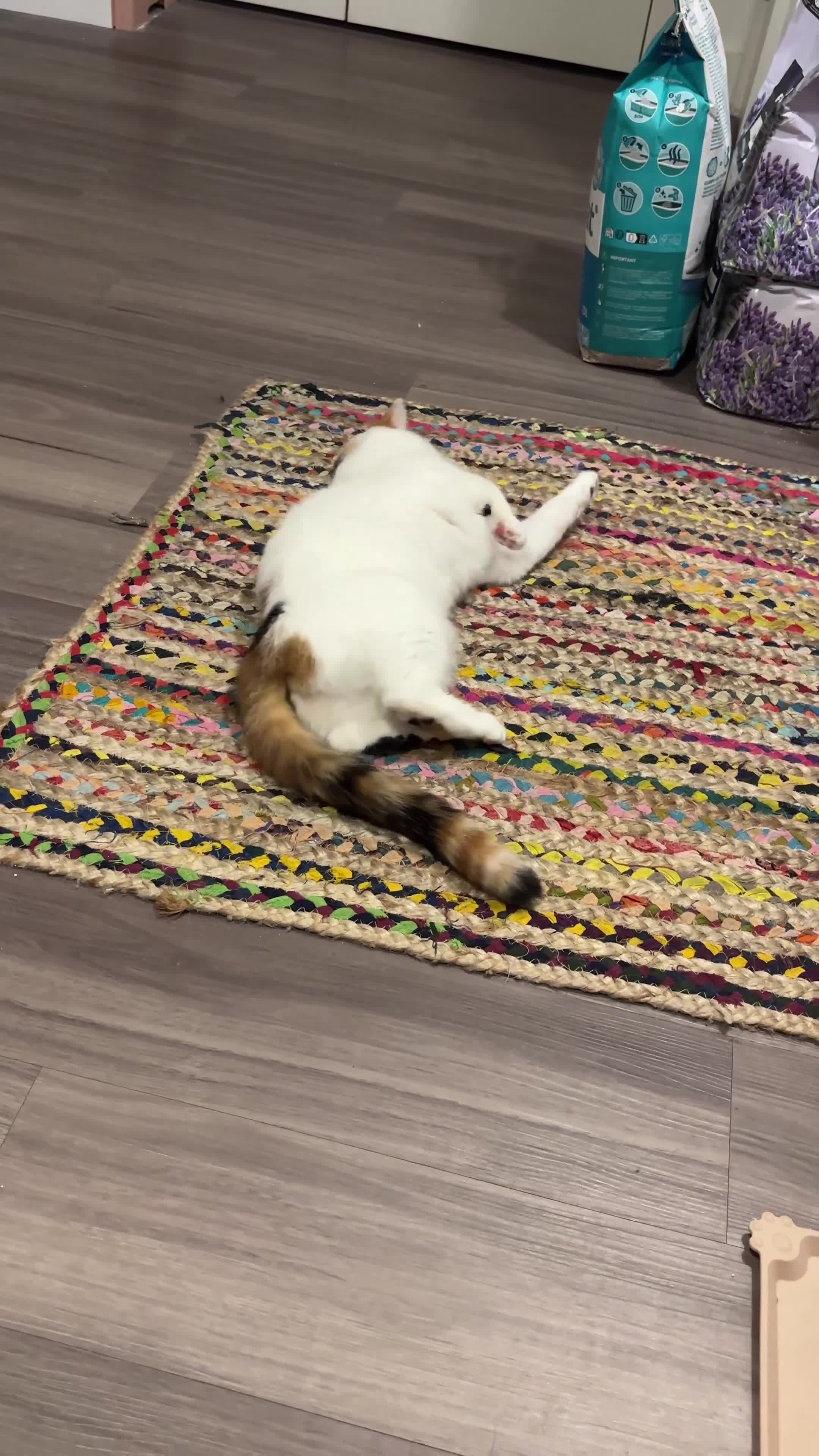 Mixed Breed cats for sale: Our lovely Minnie - FREE - Video 1