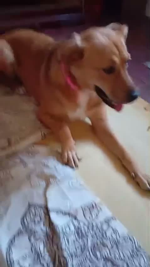 Mixed Breed dogs for adoption: 🐶🐱 BELLA & MINNIE - A BEAUTIFUL FRIENDSHIP  🐾❤️ - Video 3