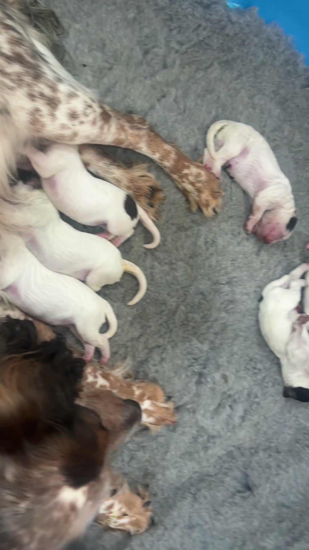 Cocker Spaniel dogs for sale: Cocker spaniel puppies  in Dartford - Video 1