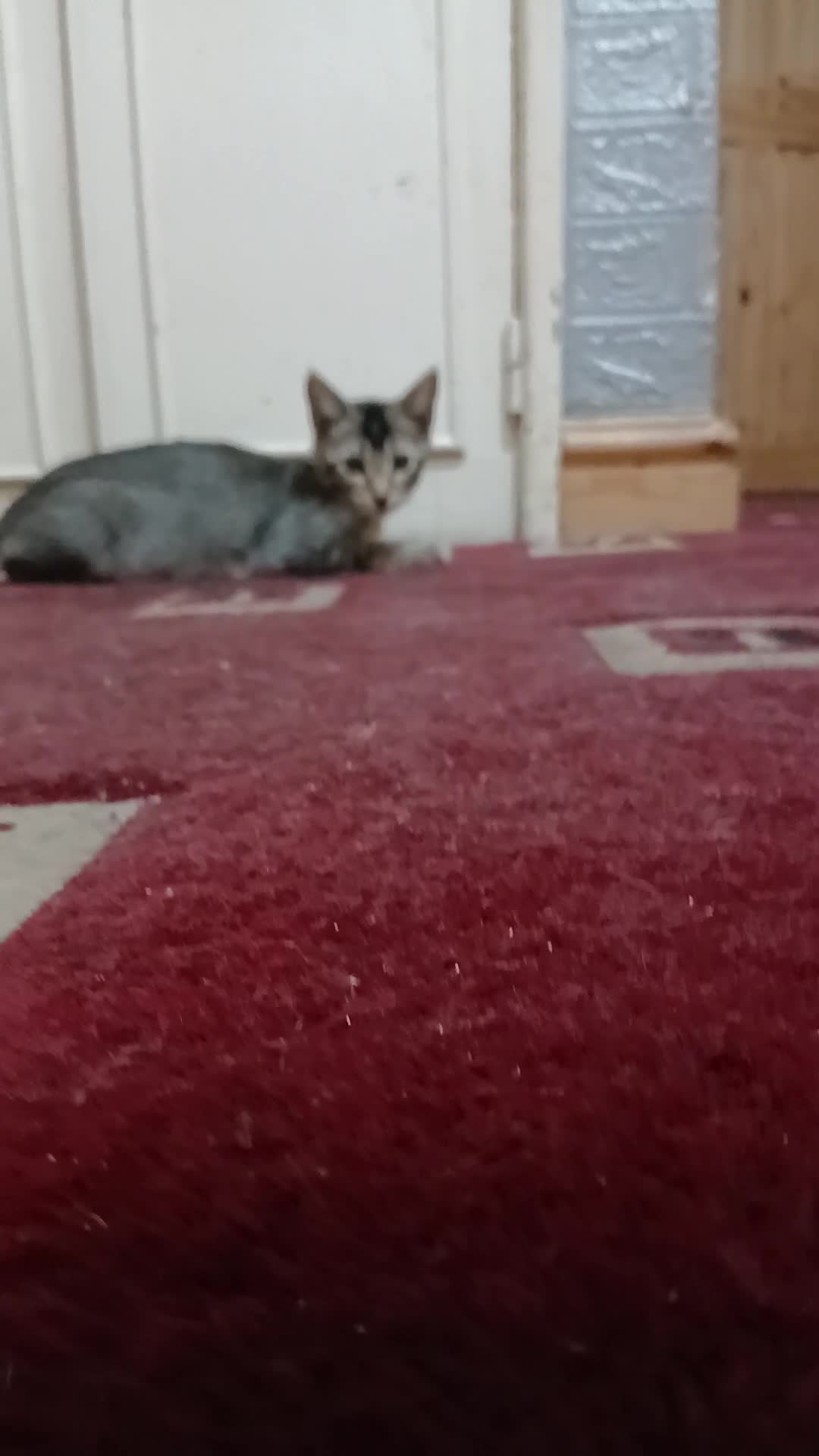 Oriental cats for sale: 1 girls  - Video 1