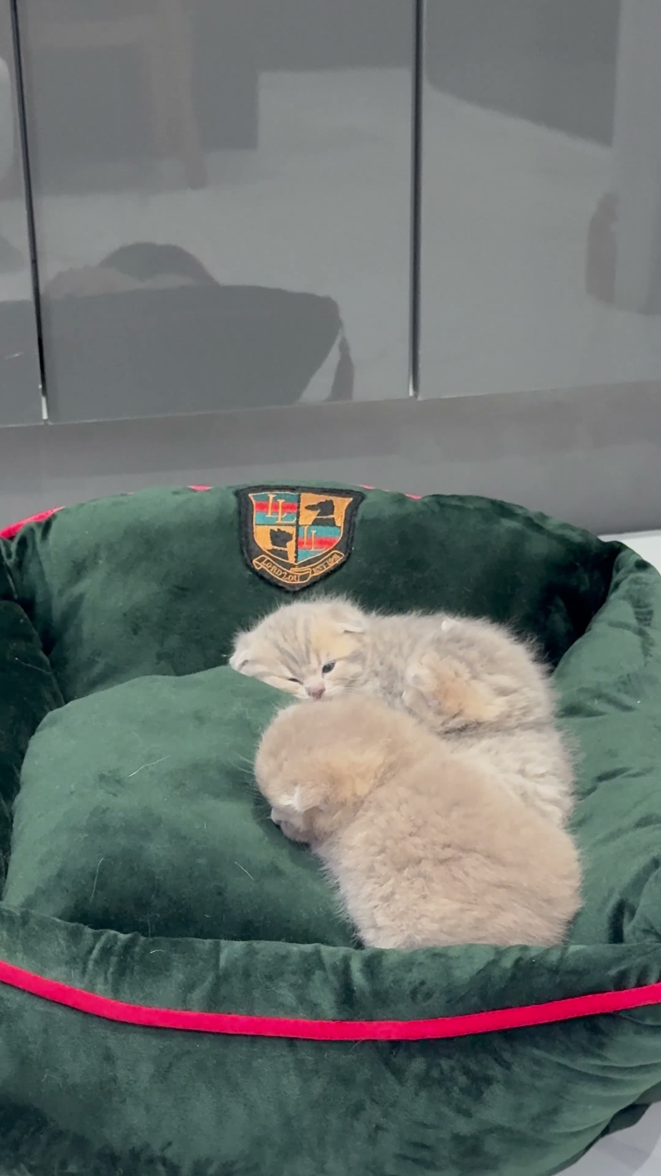 Scottish Fold cats for sale: Scottish fold full pedigree  - Video 2