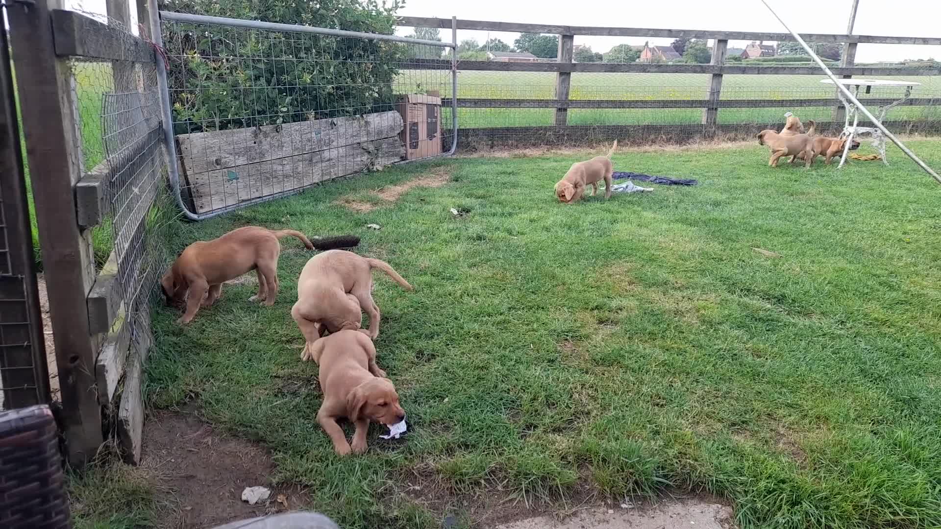 Labrador Retriever dogs for sale: Fox Red Labrador Puppies ready 05.06.26 - Video 1