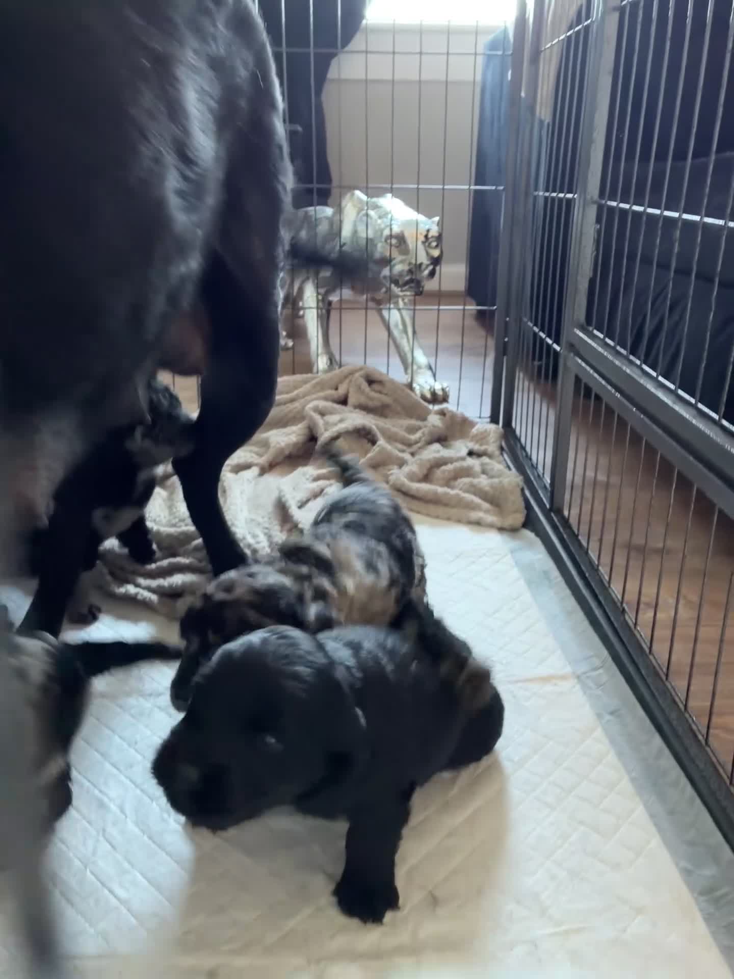 Labradoodle dogs for sale: Blue Merle black miniature labradoodles - Video 1