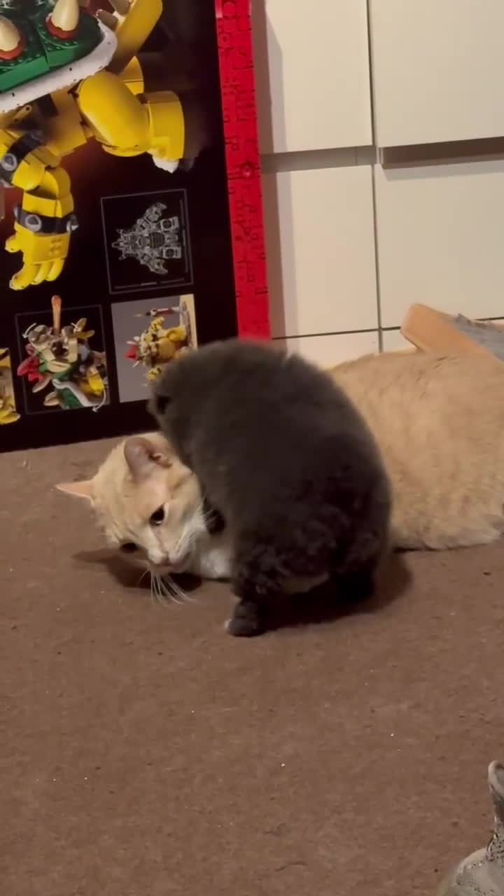 Pomeranian dogs for sale: Stunning Blue Pomeranian Female - Video 1