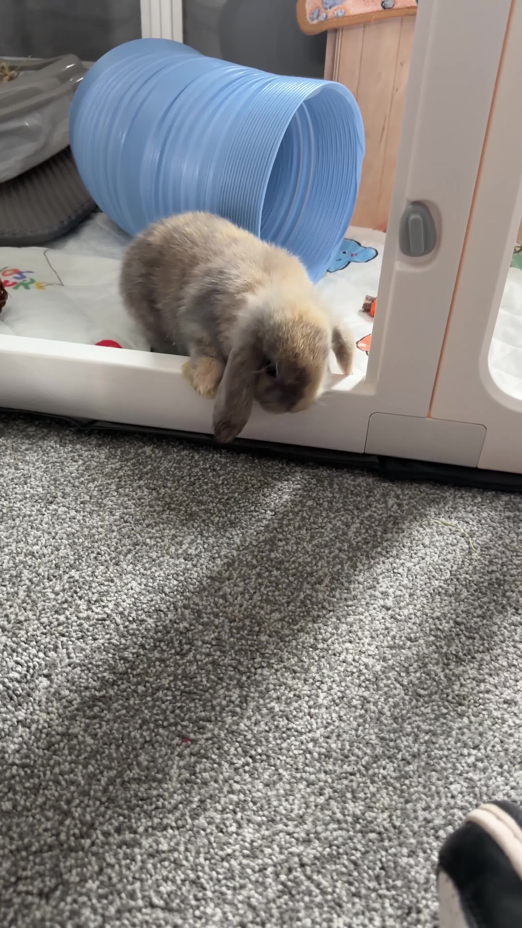Mini Lop rabbits for sale: Male mini lop (read description)  in Winsford - Video 5