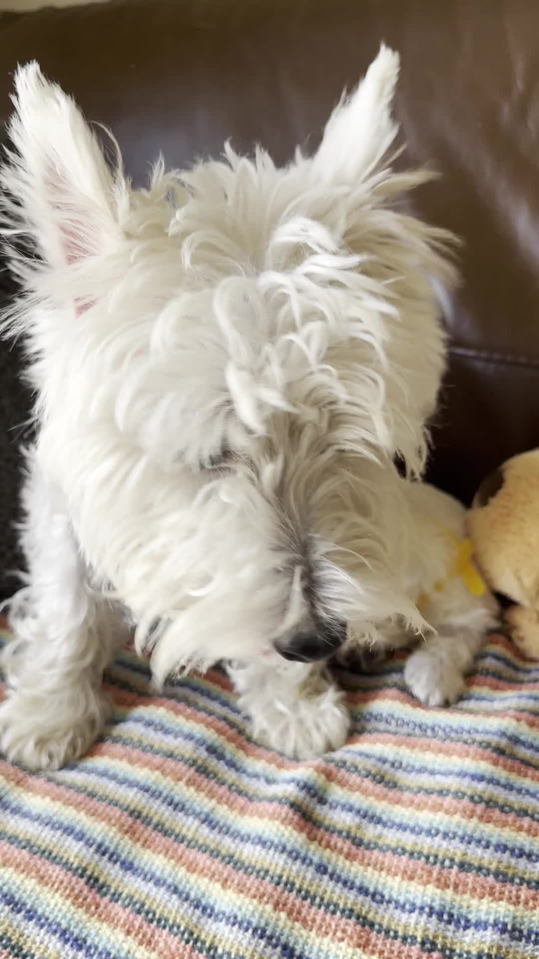 West Highland Terrier dogs for sale: Kennel Club Registered Westie Puppies - Video 4
