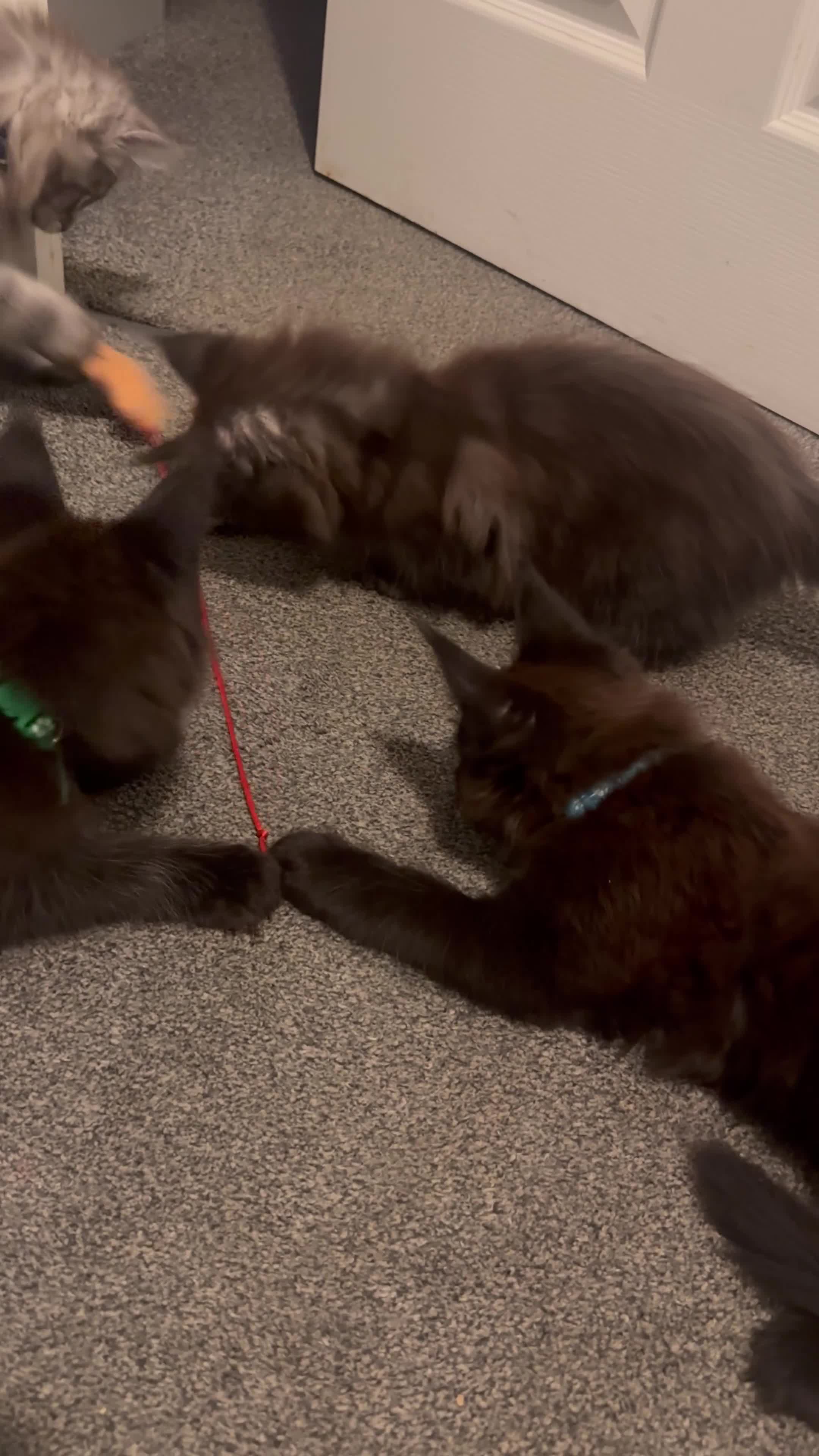 Maine Coon cats for sale: 3 Energetic and Loving Mainecoones - Video 3