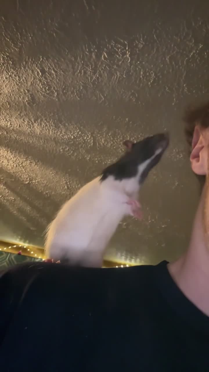 Rat rodents for sale: 2 male rats one small one big  - Video 1