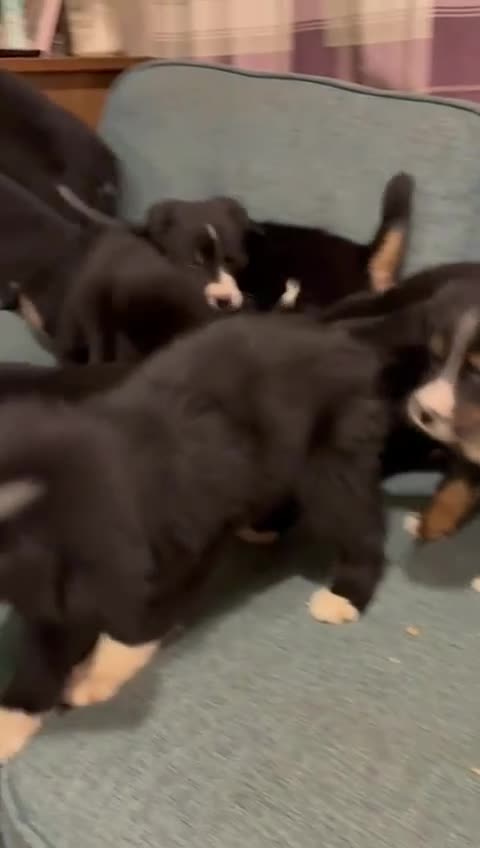 Mixed Breed dogs for sale: Bernese x border collie puppies in Rhayader - Video 1