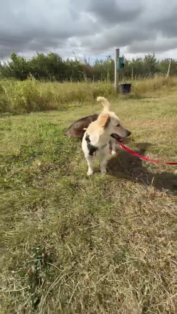 Mixed Breed dogs for adoption: 🌸 Hattie – A Little Patience, A Lifetime of Love in Witney - Video 2