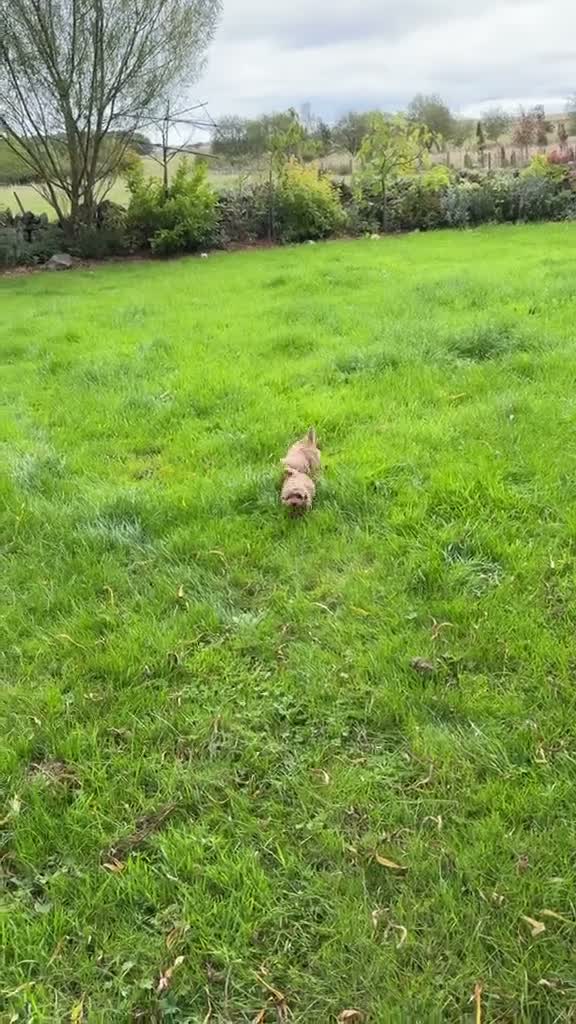 Maltipoo dogs for sale: Outstanding quality  **  maltipoo pups  in Otley - Video 1