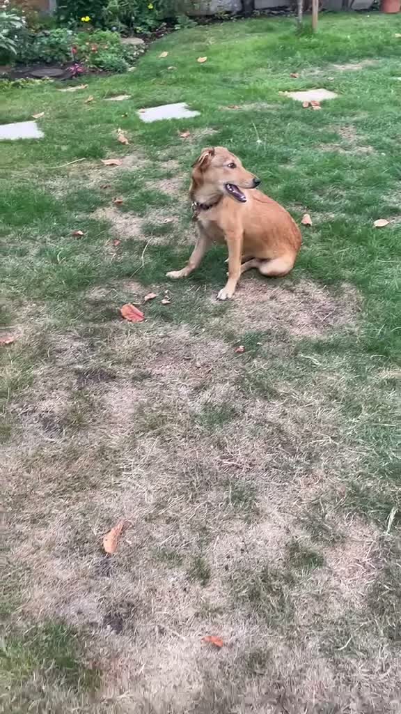 Mixed Breed dogs for adoption: ORLA - FOR ADOPTION  in Aylesbury - Video 1