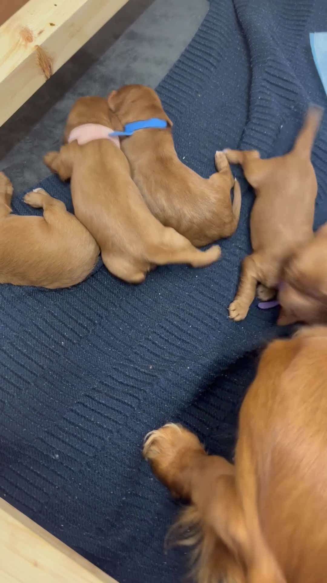 Cockapoo dogs for sale: Beautiful Deep Red Cockerpoo Litter Health Checked - Video 4