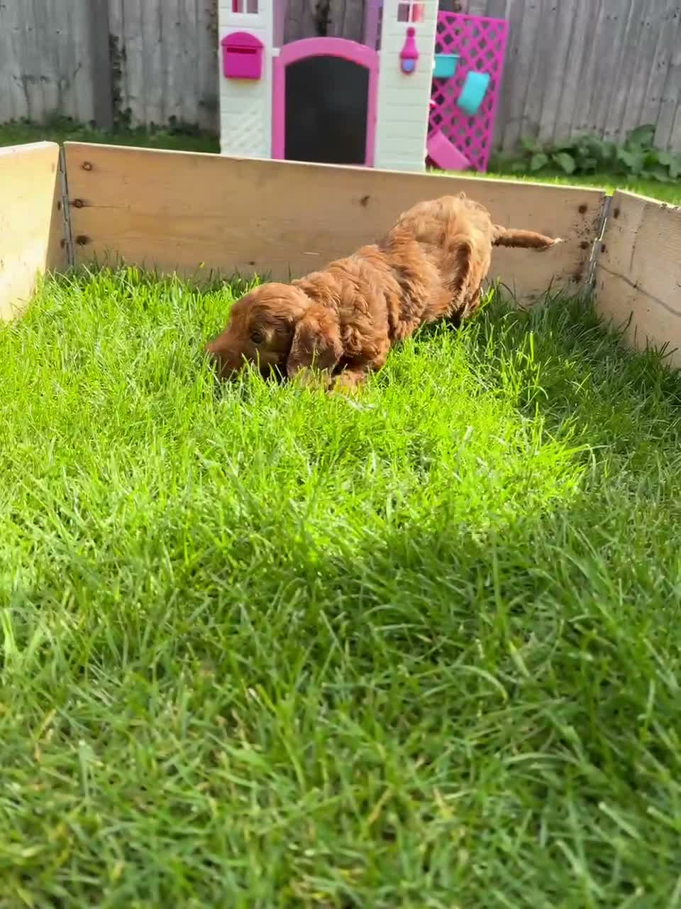 gorgeous red boy cockapoo still available for sale in Hereford | Pets4Homes