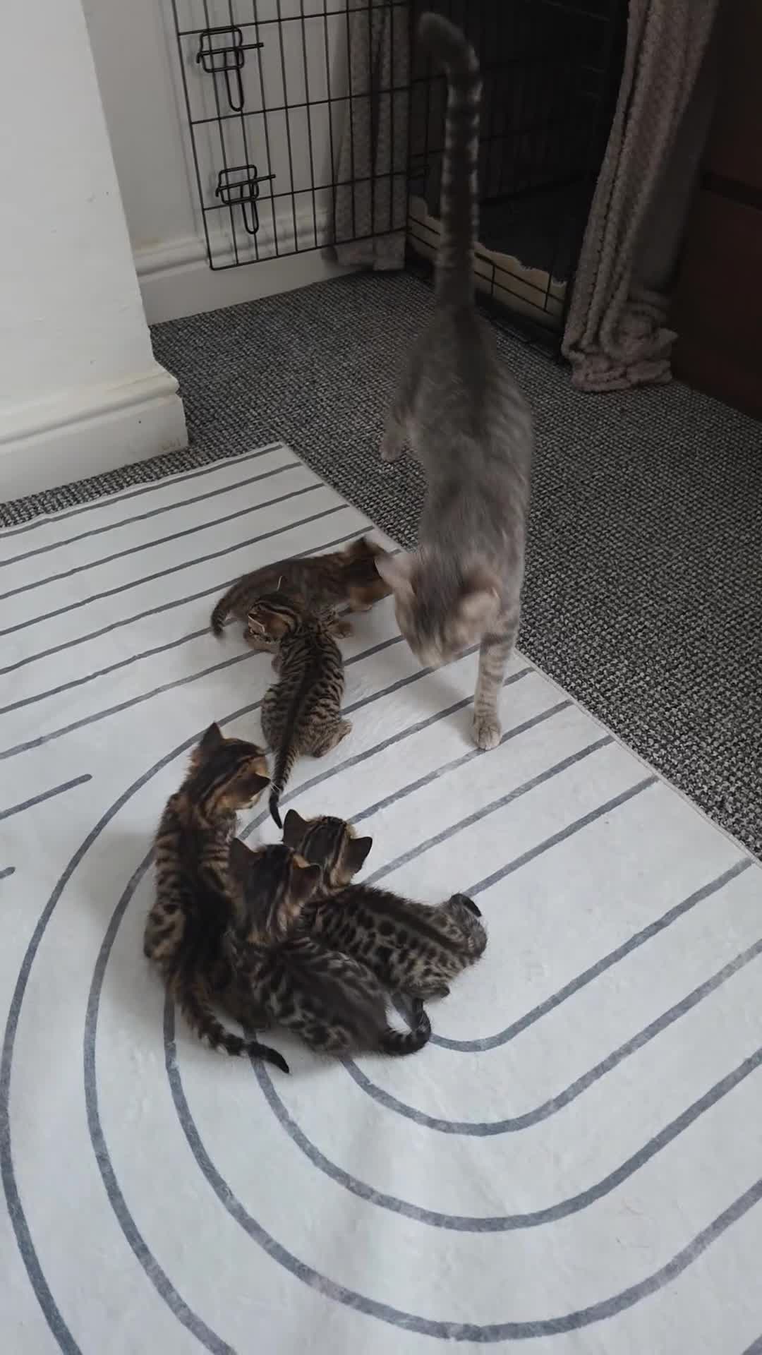 Mixed Breed cats for sale: Tabby x Bengal Kittens 🐾 - Video 5