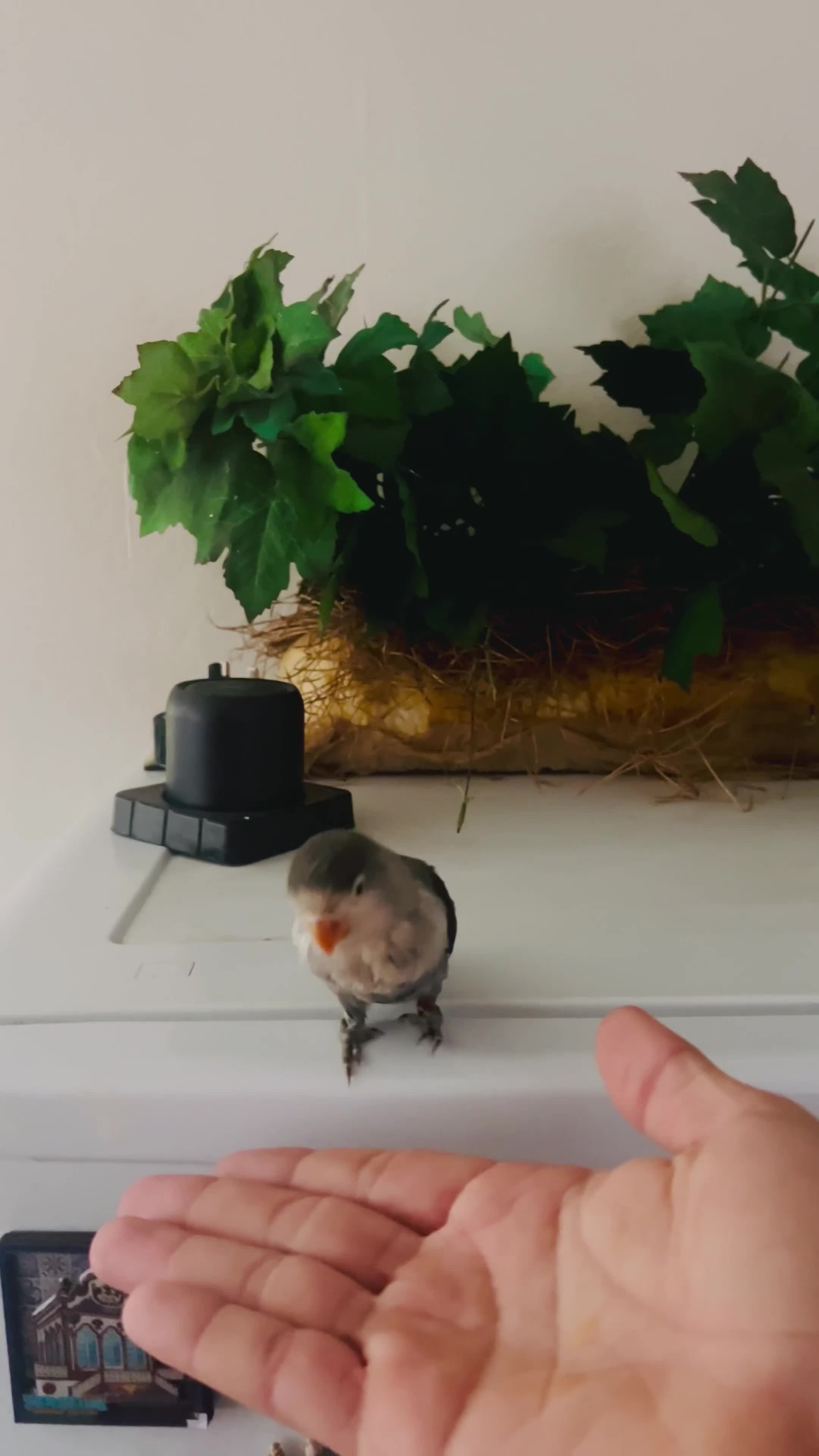 Lovebirds birds for sale: Hand-Reared Tame Lovebird Babies – Rare Colours - Video 3