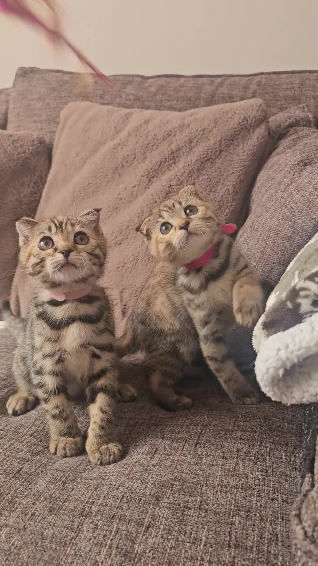 Mixed Breed cats for sale: Silver bengal x Scottish fold kittens - Video 4