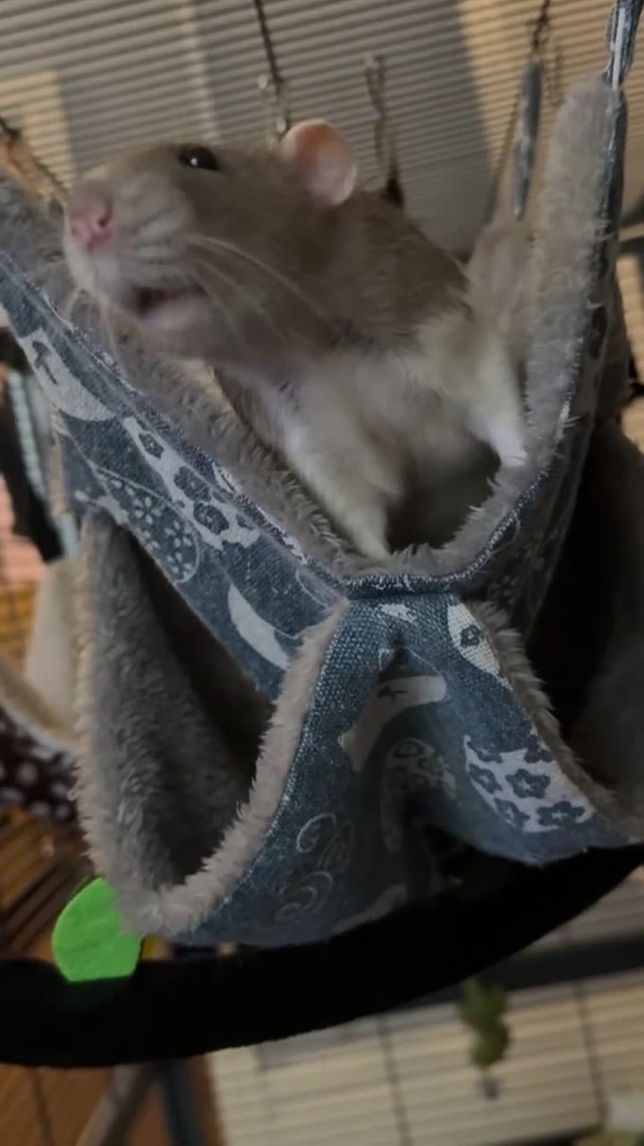 Rat rodents for sale: Male rats  in Bradford - Video 2