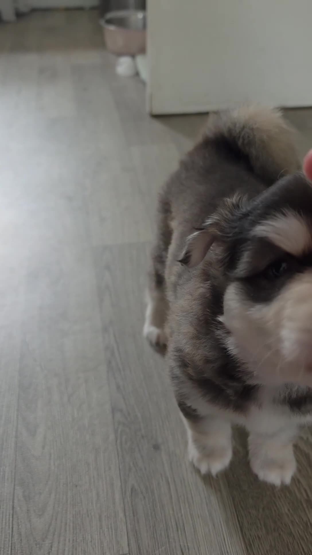 Pomsky dogs for sale: Beautiful f4 pomsky's - Video 3