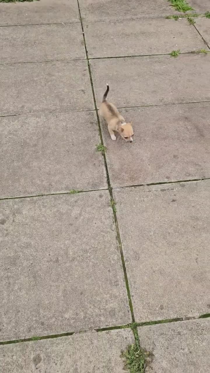 Smooth coat tiny Chihuahua Boys****** for sale in Prescot | Pets4Homes